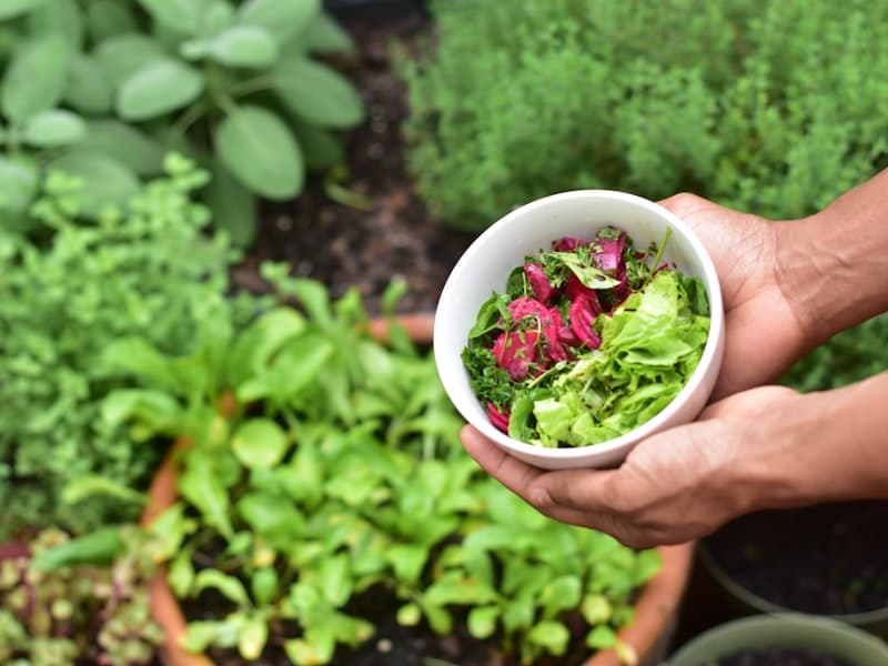 Soil and Watering: What Actually Works