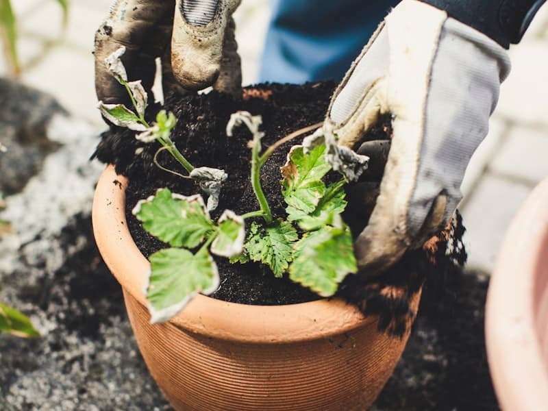 How to Choose a Plant Stand That Won't Tip Over